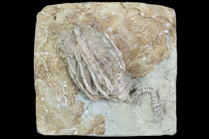 Bargain Crinoid (Macrocrinus) Fossil - Crawfordsville, Indiana #94807